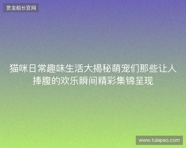 猫咪日常趣味生活大揭秘萌宠们那些让人捧腹的欢乐瞬间精彩集锦呈现